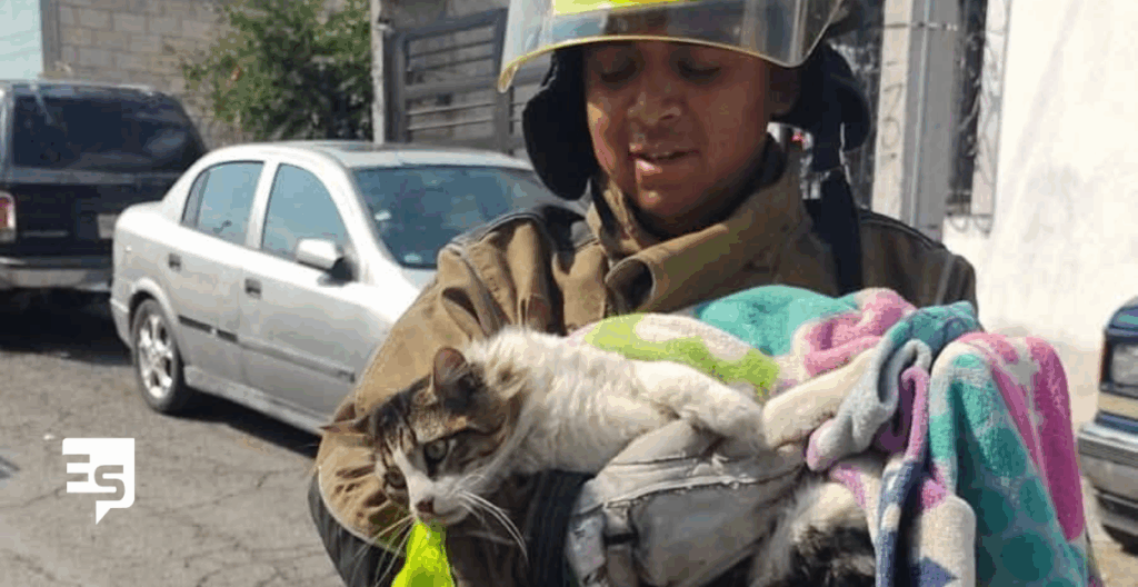 Rescatan gatito atrapado en una palmera en fraccionamiento Colosio