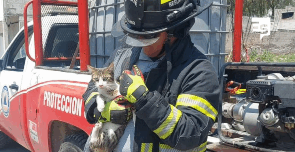 Rescatan gatito atrapado en poste de luz