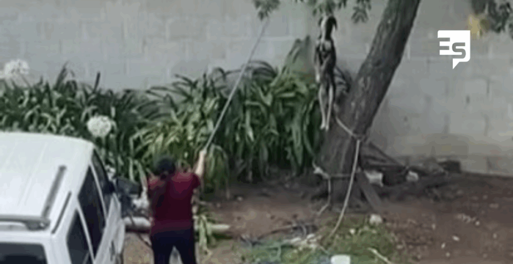 Sorprenden a mujer ahorcando a un perro, la viralizan y fue demandada penalmente